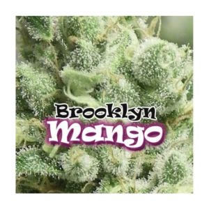 Brooklyn Mango