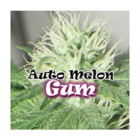 Auto Melon Gum