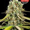 Lemon King 500