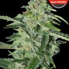 TNT Kush CBD 100
