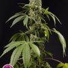 Guava Berry Kush