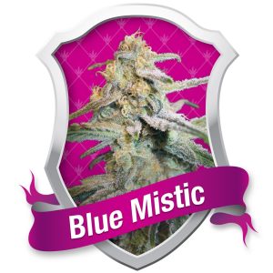 Blue Mistic