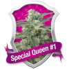 Special Queen No-1