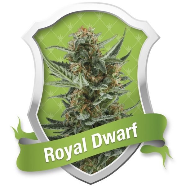 Royal Dwarf
