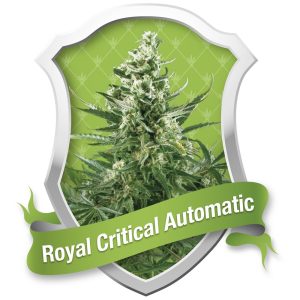 Royal Critical Automatic