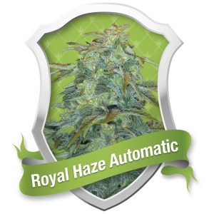Royal Haze Automatic