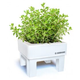 SeedBox Cultívame Oregano