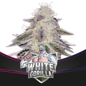 White Gorilla