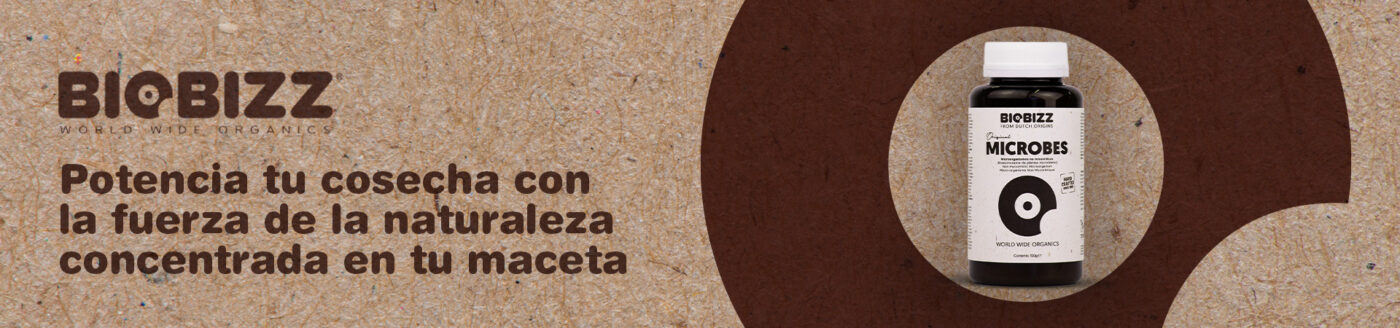 Bongos Grow Zarautz