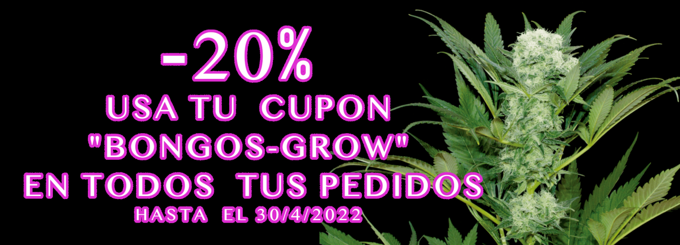 Bongos Grow Zarautz