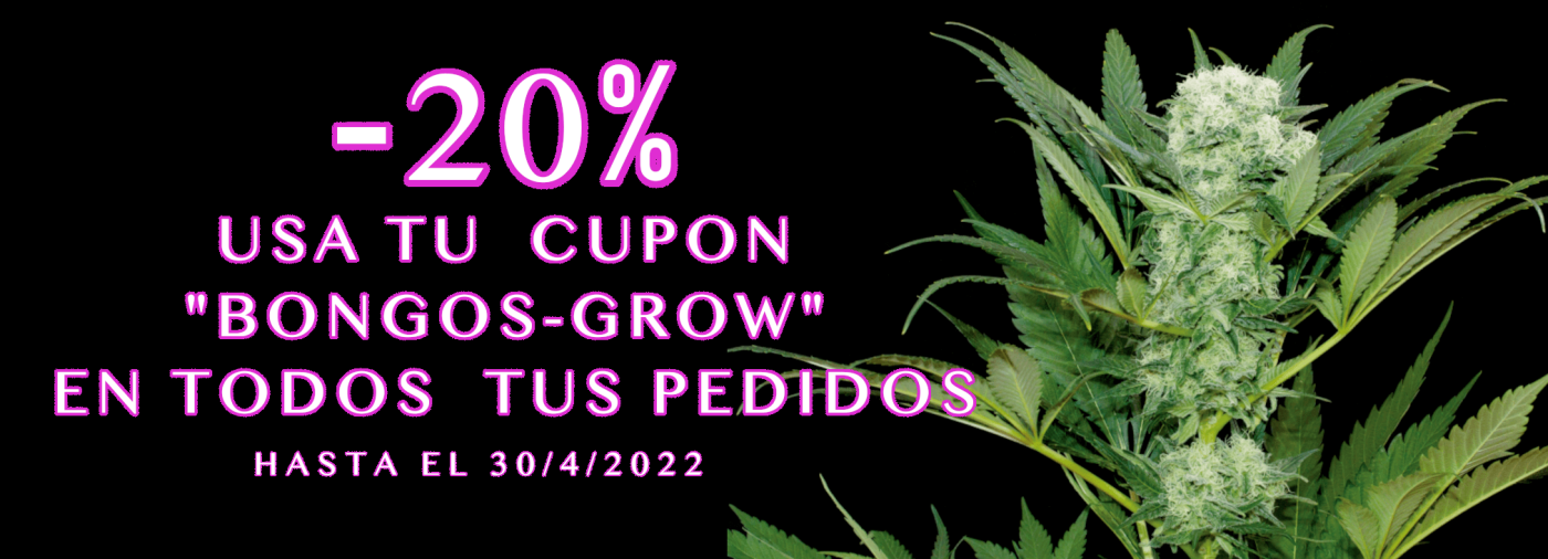 Bongos Grow Zarautz